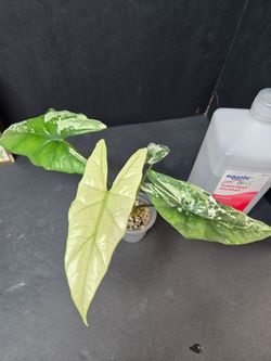 Alocasia Simpo Albo