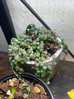 Variegated string of pearls