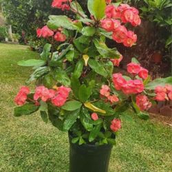 Corona De Cristo Plant 