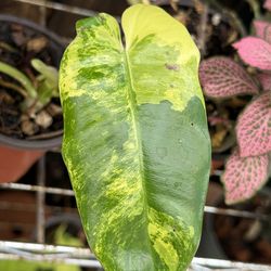 Variegated Burle Marx