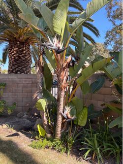 Birds of paradise