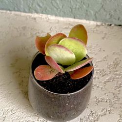 Kalanchoe Flapjack Plant 