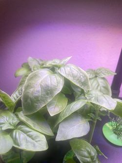 Basil seedlings