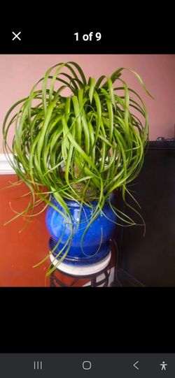Mature Ponytail Palm – 5 Heads + Fresh Active Growth