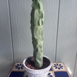 Totem Pole Cactus Cutting Live Plant 
