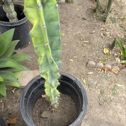 CACTUS PLANT  $30 Dollars 