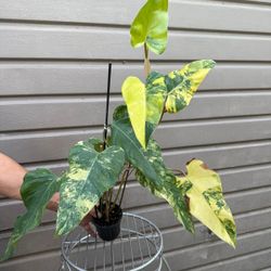 variegated philodendron domesticum