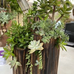 Desert Rose BONSAI + SUCCULENT ARRANGEMENT 