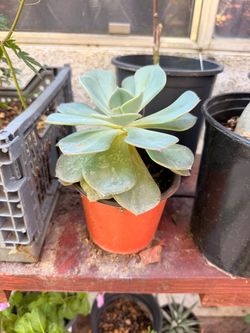 Echeveria