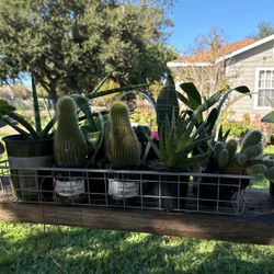 Coronas De Cristo Y Succulent 