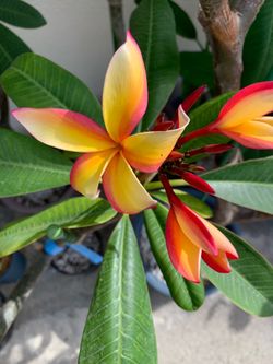 Puu Kahea plumeria