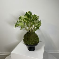 Marble Queen Pothos Kokedama Plant 