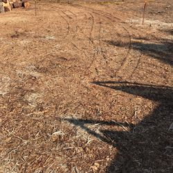 Free Wood chips