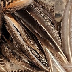Peacock Under-feathers