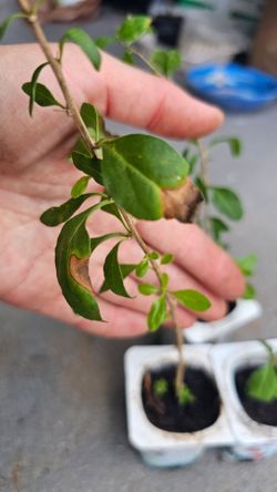 Goji berry rooted plants