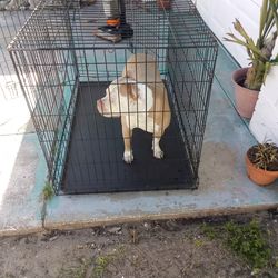 Very large dog cage dog shown inside weighs 80 lb example of size