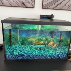 Fish Tank - 5 Fishes, Had Them For About 6 Months 