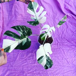 Monstera Albo