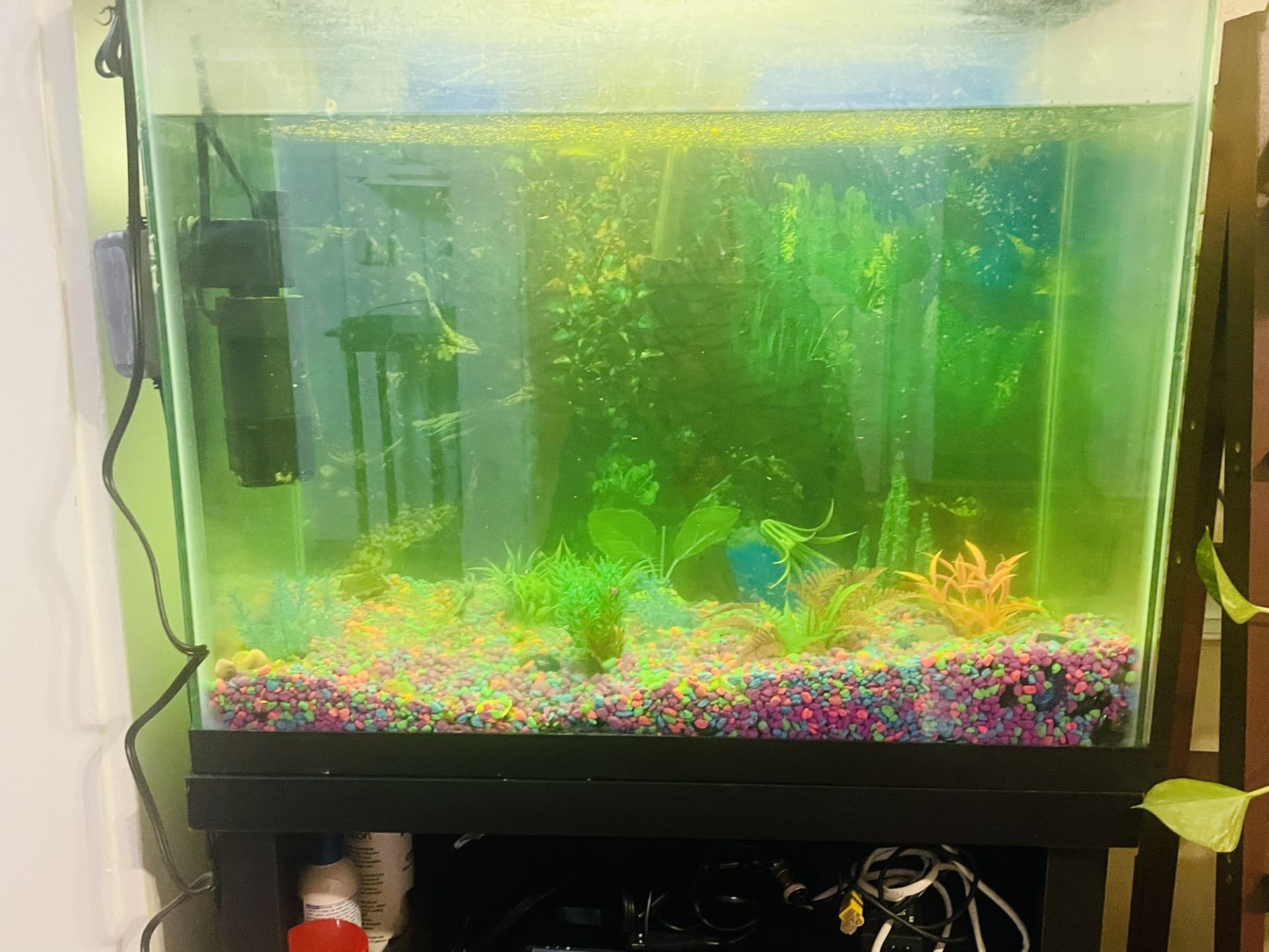 Fish Aquarium