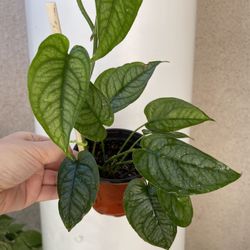 Monstera Siltipecana Plant