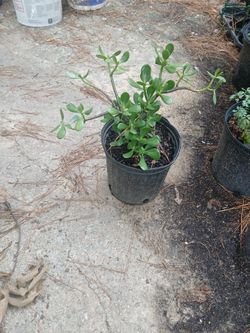 Jade Plant 