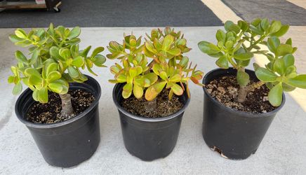 Jade plants