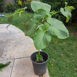 Yerva Santa Plant Medesinal