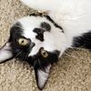Tuxedo Cat Gems & More