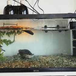 40 Gallon Turtle Tank Setup + 2 Red Ear Slider Pet Turtles – Complete Setup