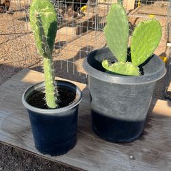 Nopales
