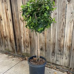 Gardenia Topiary Tree 5 Feet Tall In A 5 Gallon Pot 
