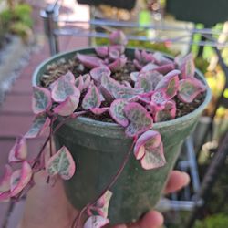 Heart Of String 