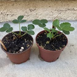 Sequoia Strawberry Plants, 4”, Organically Grown