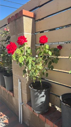 Roses