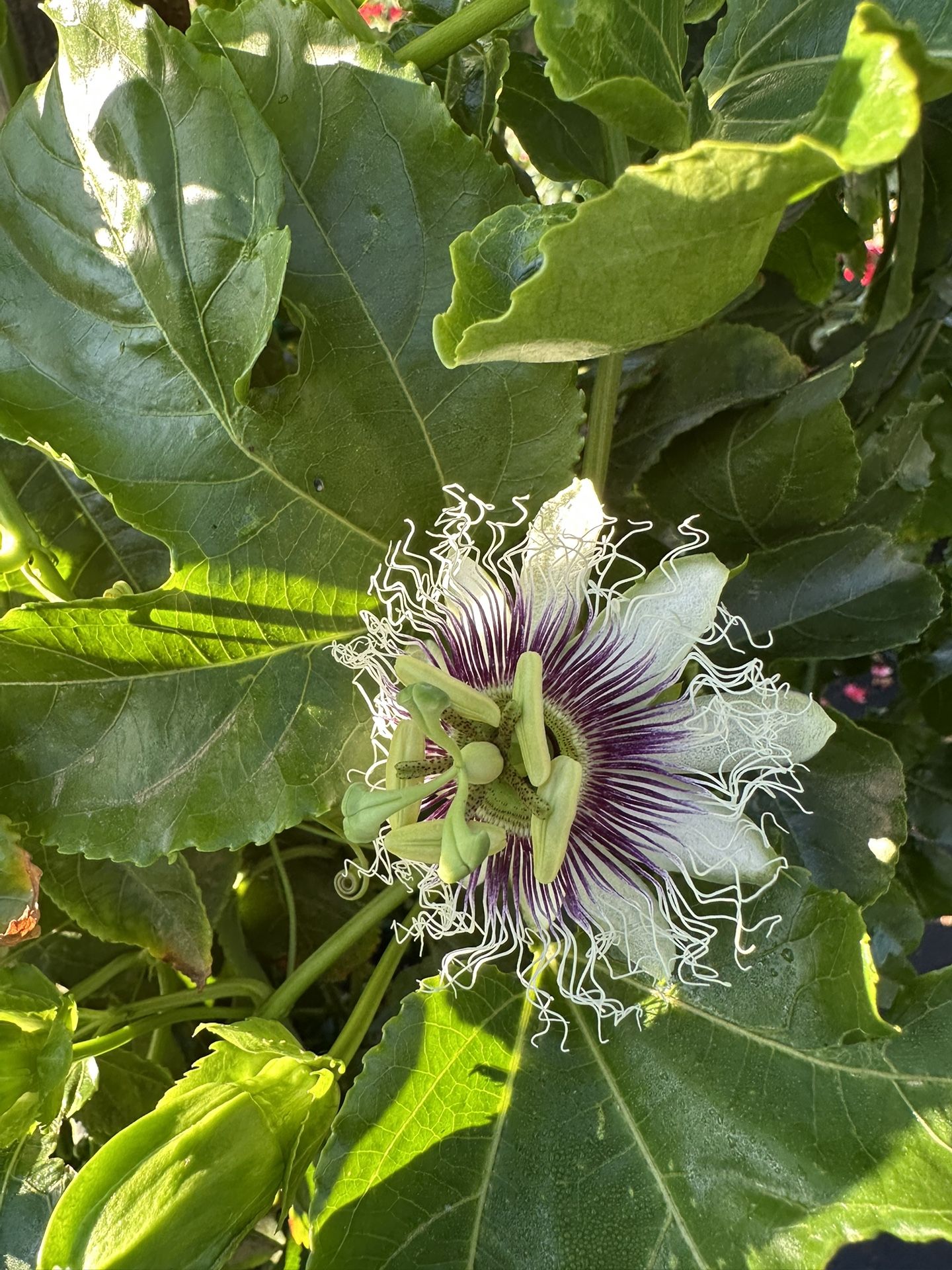 Passionfruit Vine 15 G