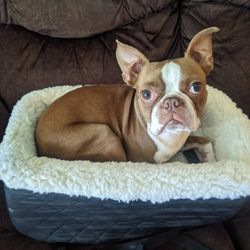 Snoozer Car Console Pet Bed! Dog Not Included!