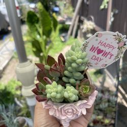 Small Succulents Arrangement 