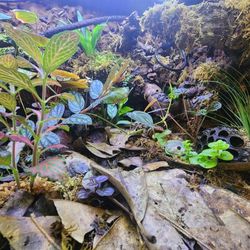 Springtail Superstars: Boost Your Terrarium Ecosystem Today!