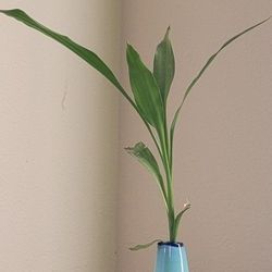 🌺 Lucky Bamboo Clipping In Blown Glass Vase