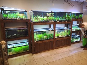 Aquatic Plant sale