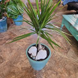 3ft Tall Dracena In 11in New Ceramic Pot With Shells 