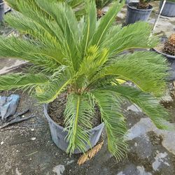 Sago palms all sizes available 