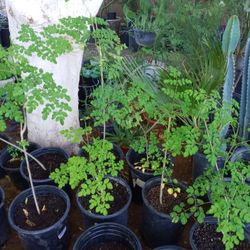 Moringa Tree Árbol De Moringa