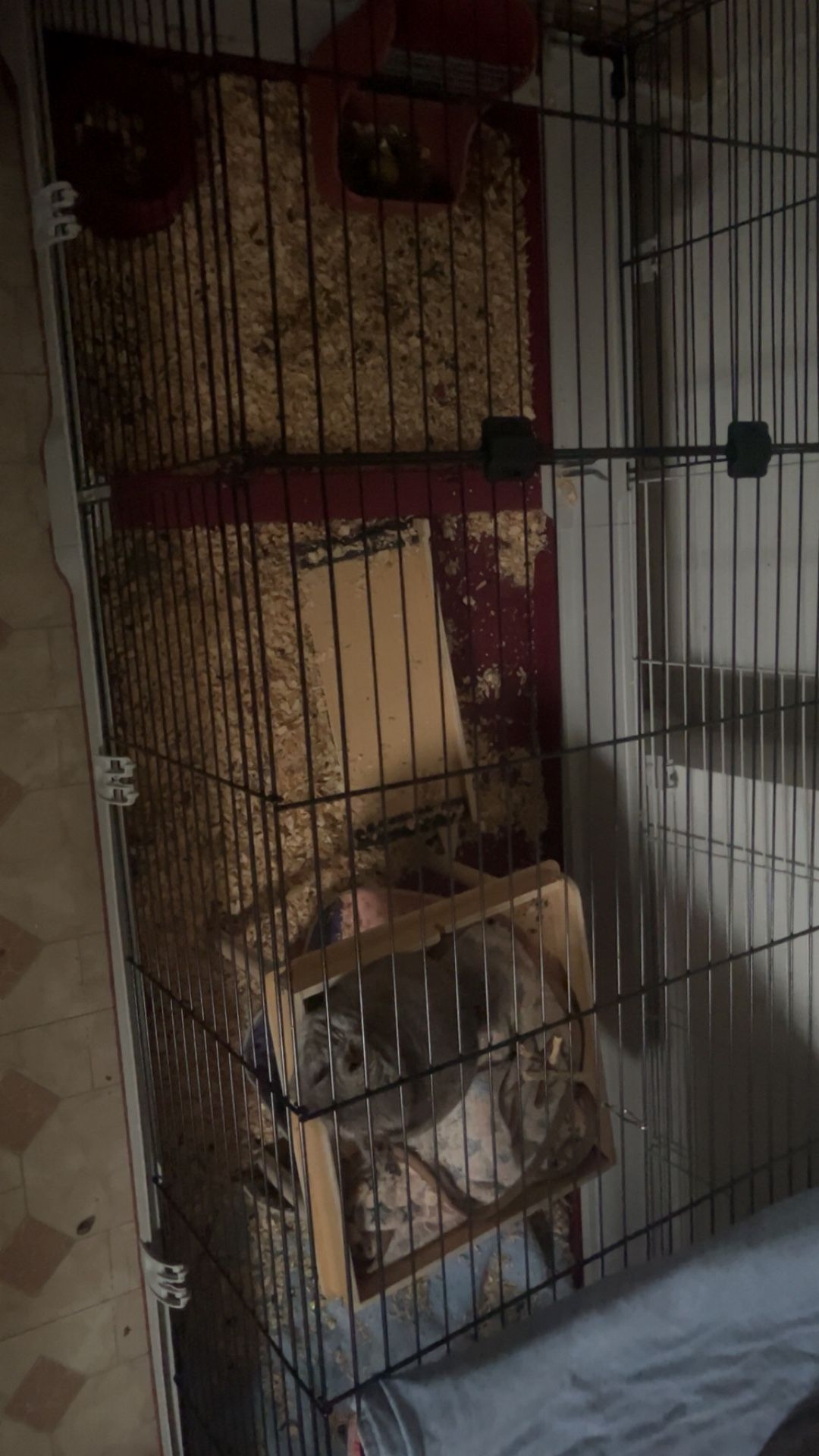 Large Animal Cage + Full Setup (Everything Included)