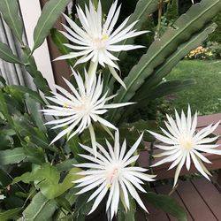 Homer Epiphyllum Plant, Flowers Posted Are From The Mother Plant