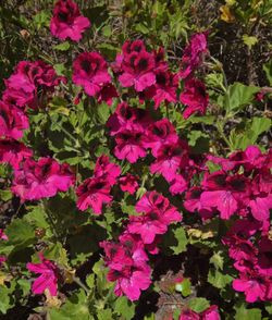 Free Regal Geranium Cuttings