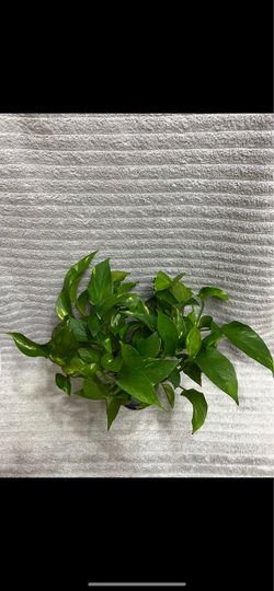 Plant