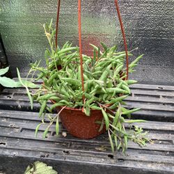 Pickle Pink Succulent Plant