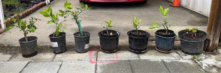 Potted Meyer Lemon Tree (1 year-old) $18