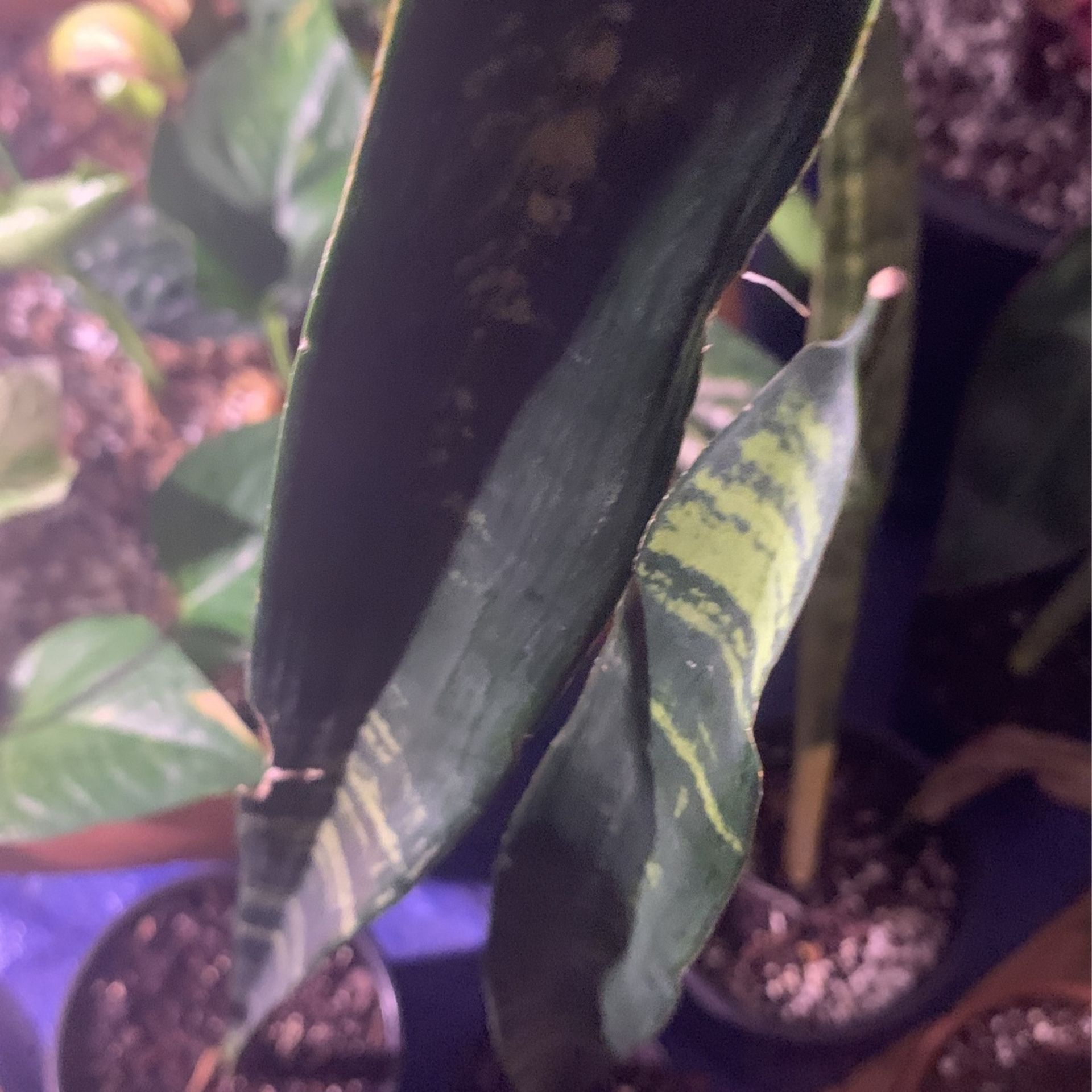 Snake Plant πͺ΄